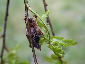 2012-05-22 maikaefer weibchen