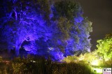 Beleuchtung Baumgruppe Botanische Nacht Botanischer Garten Museum Sommernacht Berlin Dahlem Steglitz karibische Sommernacht Berichterstatter