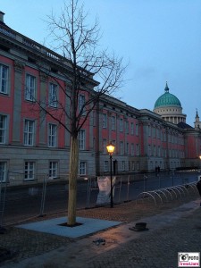 Bittschriftenlinde Potsdam Otto Braun Platz Humboldtstrasse Stadtschloss Landeshauptstadt Brandenburg Neue Mitte Landtag Eingabe