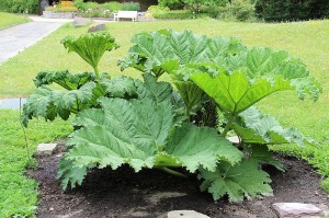 Botanischer Garten Berlin Dahlem Botanische Nacht Gunnera Mammutblatt