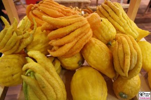 Budda Finger Buddha's hand, Citrus medica var. sarcodactylis