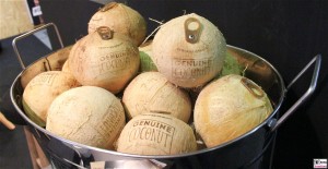 Kokosnuss Genuine Coconut mit oeffner FRUIT LOGISITICA Spanien Barcelona Messe Berlin Funkturm