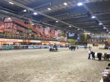 Tierhalle Rinder IGW Berlin Gruene Woche 2020 Berichterstattung TrendJam