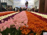 Tulpen Beet Niederlande Holland Gruene Woche IGW 2018 Berlin Funkturm Berichterstatter