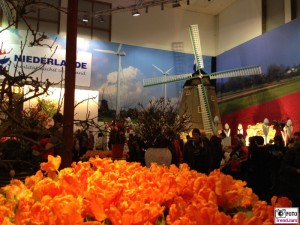 Tulpen Niederlande Gruene Woche Berlin 2015