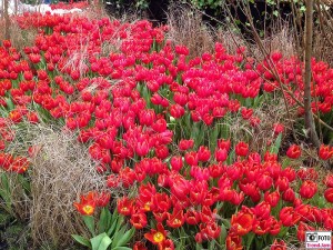 Tulpenfeld Gruene Woche 2016 Holland Blumenhalle Fruehling spring Berlin Messe @visitberlin