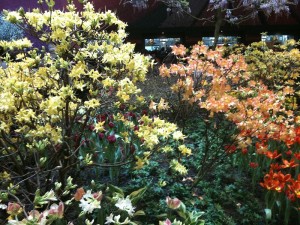 gruene woche berlin blumen unter dem funkturm tulpen