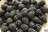 Brombeeren Rubus sectio Rubus FRUIT LOGISTICA Berlin Messe