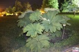 Gunnera Mammutblatt Botanische Nacht Botanischer Garten Museum Sommernacht Berlin Dahlem Steglitz karibische Sommernacht Berichterstatter