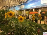 Halle 32a Sonnenblumen im Winter Internationale Gruene Woche Messe Berlin Berichterstatter