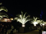 Palmen Grosses Tropenhaus Botanische Nacht Berlin Dahlem Botanischer Garten Steglitz Zehlendorf