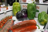 Paprika Rezepte Riesenfrucht Fruit Logistica Berlin Messe groß