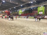 Pferde hippologica Tiere Gruene Woche Berlin Messe Funkturm TrendJam PresseFoto