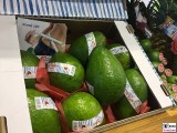 Riesen Avocado Frucht Fruit Logistica Messe Gelaende Berlin unter dem Funkturm Berichterstatter