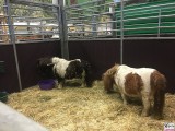 Shetlandpony Tiffany, Titanic v. Repgow Messestand Berlin Gruene Woche 2020 Berichterstattung TrendJam