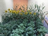 Sonnenblumen Kartoffeln Feld Messestand Berlin IGW Gruene Woche 2020 Berichterstattung TrendJam