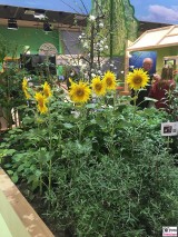 Sonnenblumen Messestand Berlin IGW Gruene Woche 2020 Berichterstattung TrendJam