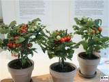 Tomatenbaum fuer die Küche FRUIT LOGISITICA Messe Berlin Funkturm