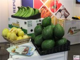 Trend Grosse Fruechte Riesen Avokado FRUIT LOGISITICA Messe Berlin Funkturm