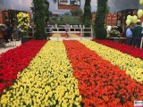 Tulpen Feld Halle Niederlande Holland Messestand Berlin Gruene Woche 2020 Berichterstattung TrendJam