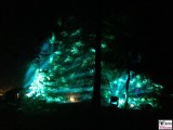 Wald Licht Nebel Botanische Nacht Illumination Berlin Dahlem Botanischer Garten Steglitz Zehlendorf