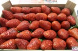 erdbeeren FRUIT LOGISTICA Berlin Messe