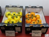 gelbe orange Tomaten FRUIT LOGISITICA Messe Berlin Funkturm